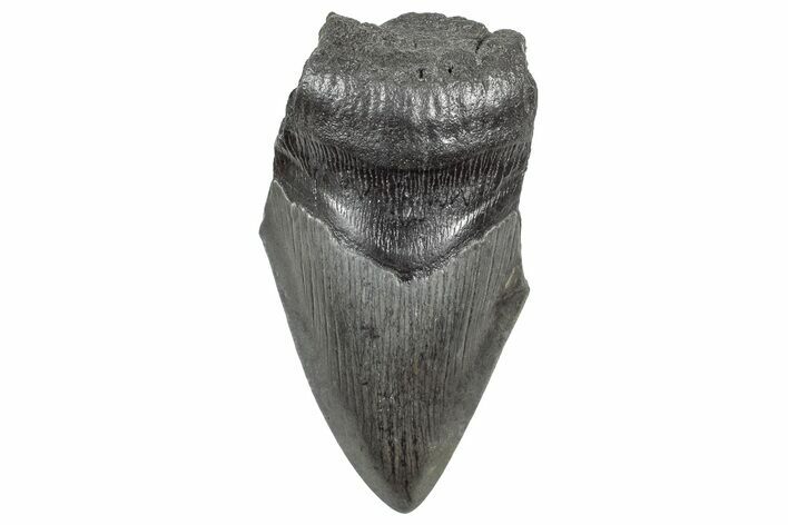 Partial Megalodon Tooth - South Carolina #320713